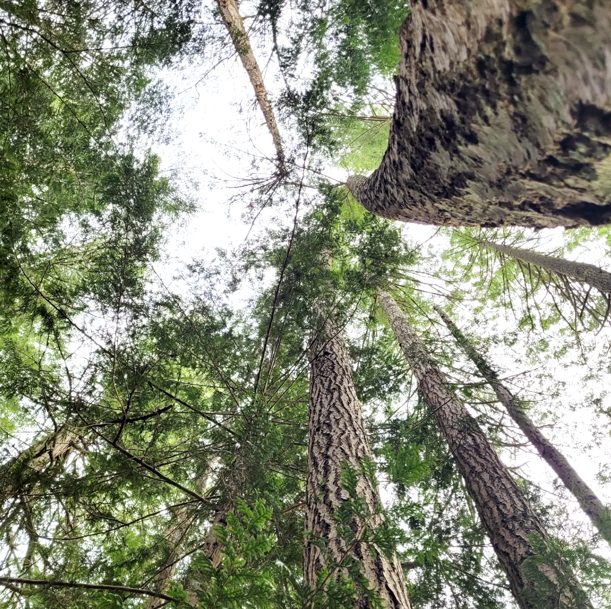 This image has an empty alt attribute, its filename is tall-trees.png