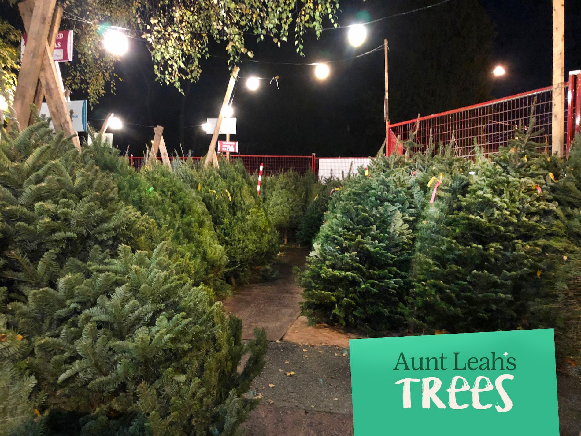 This image has an empty alt attribute, its filename is Aunt-Leahs-Trees-1.jpg